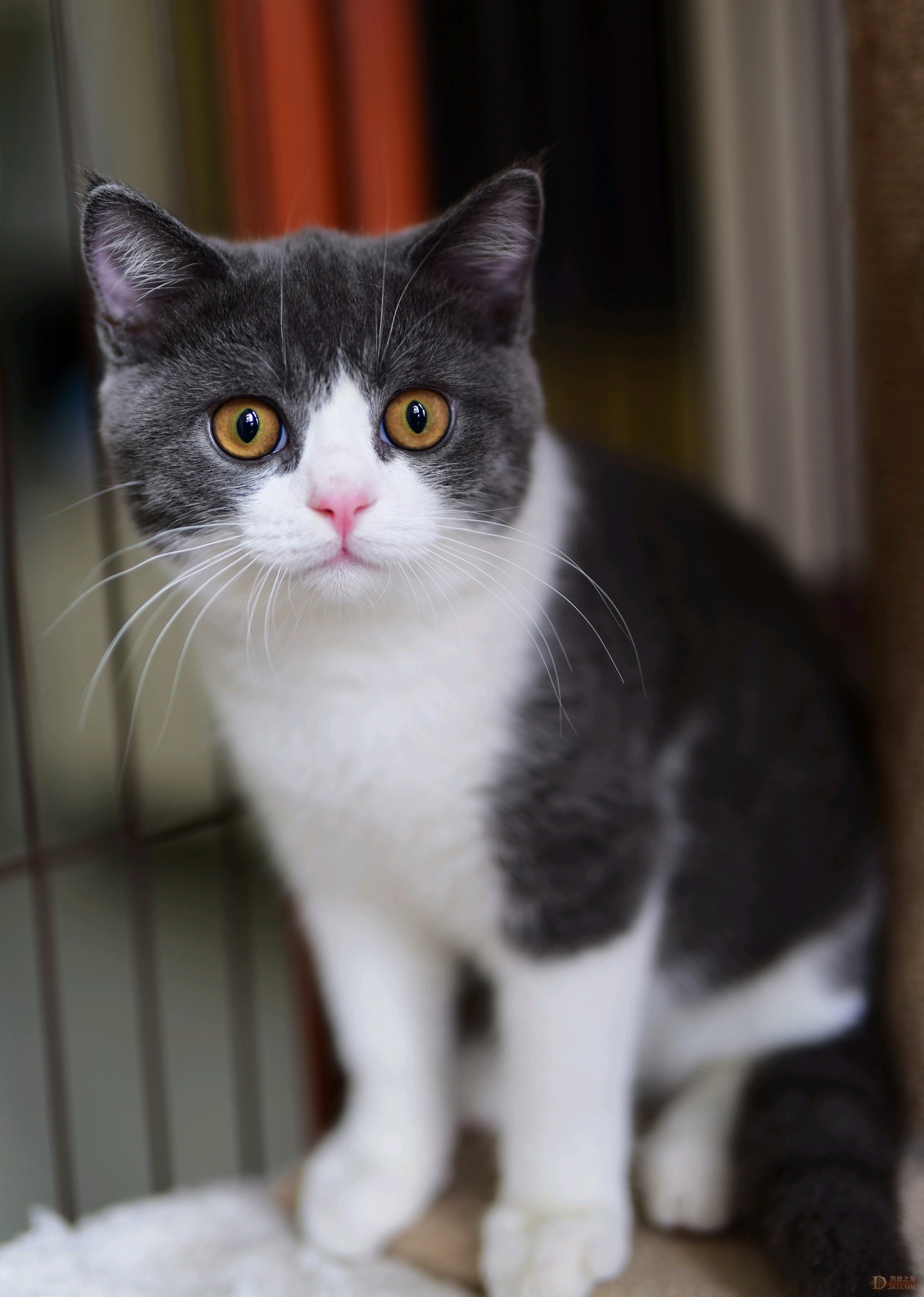 s50下的小猫坎迪