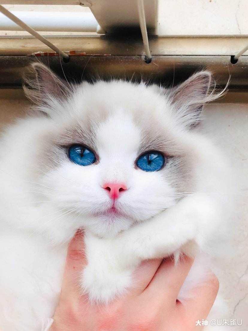 作品名称:世界上最可爱的小猫咪