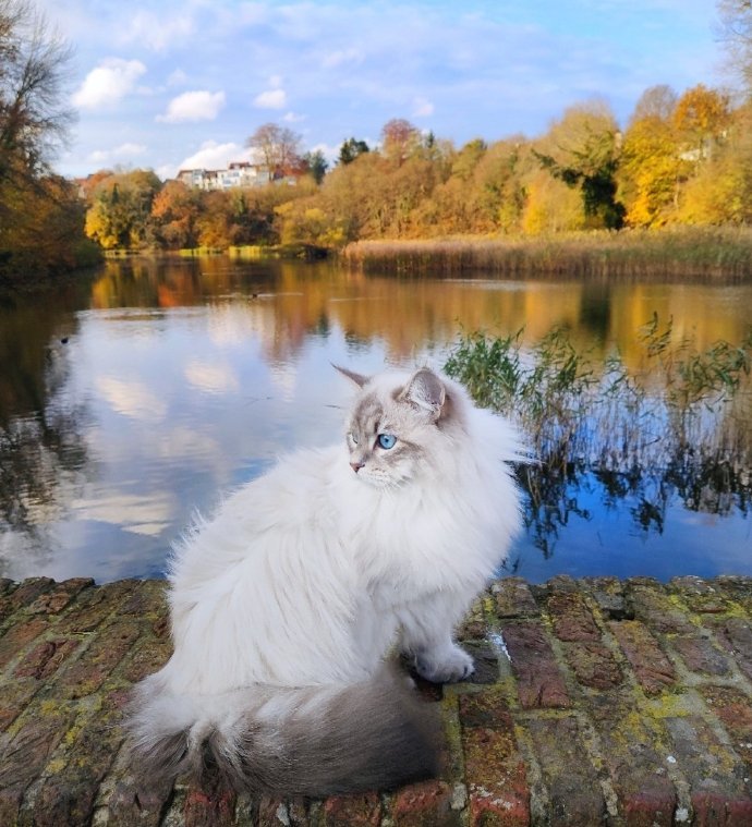 一只比利时的西伯利亚森林猫,神仙喵仙女,. 来自莫名其喵 - 大神