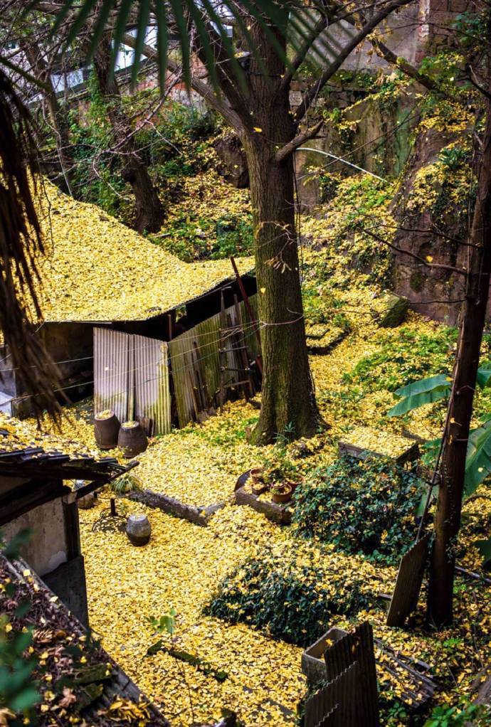 未觉池塘春草梦,阶前梧叶已秋声._来自网易大神圈子_古风美图馆