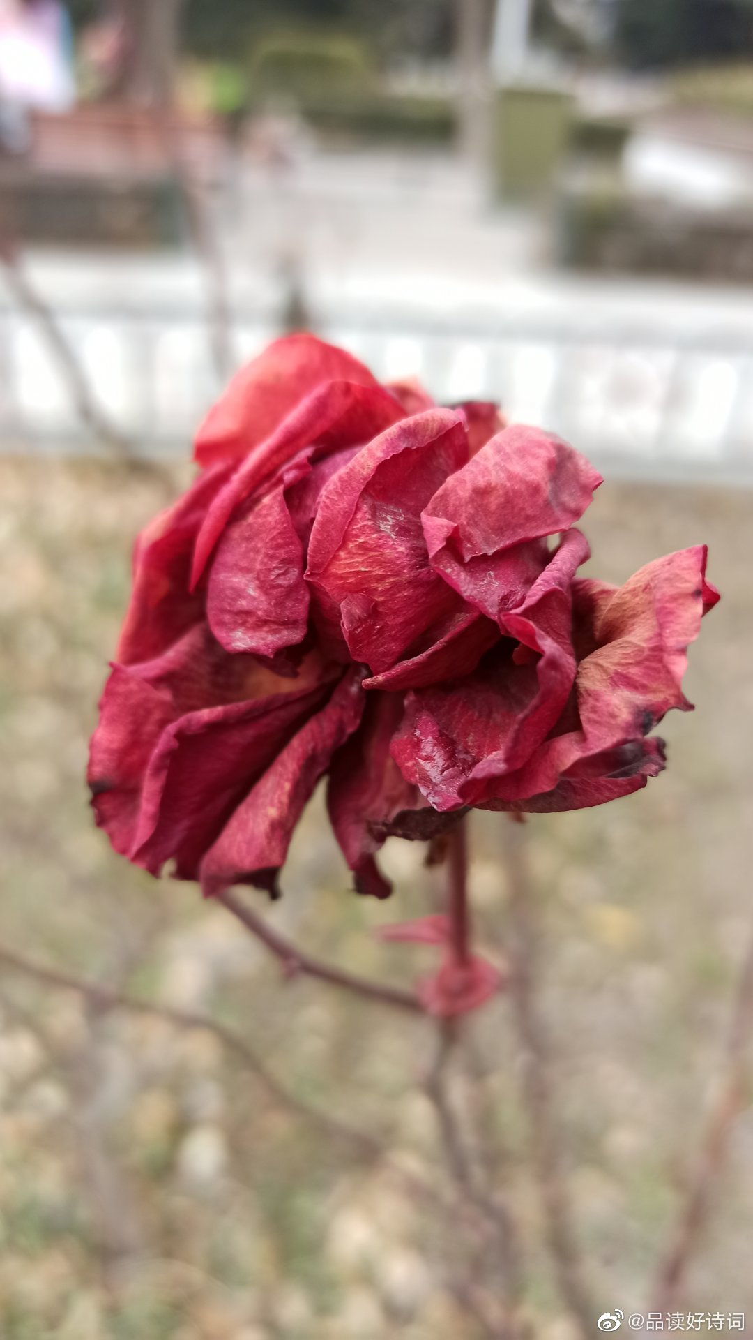 枯萎的月季花 深冬月季已.