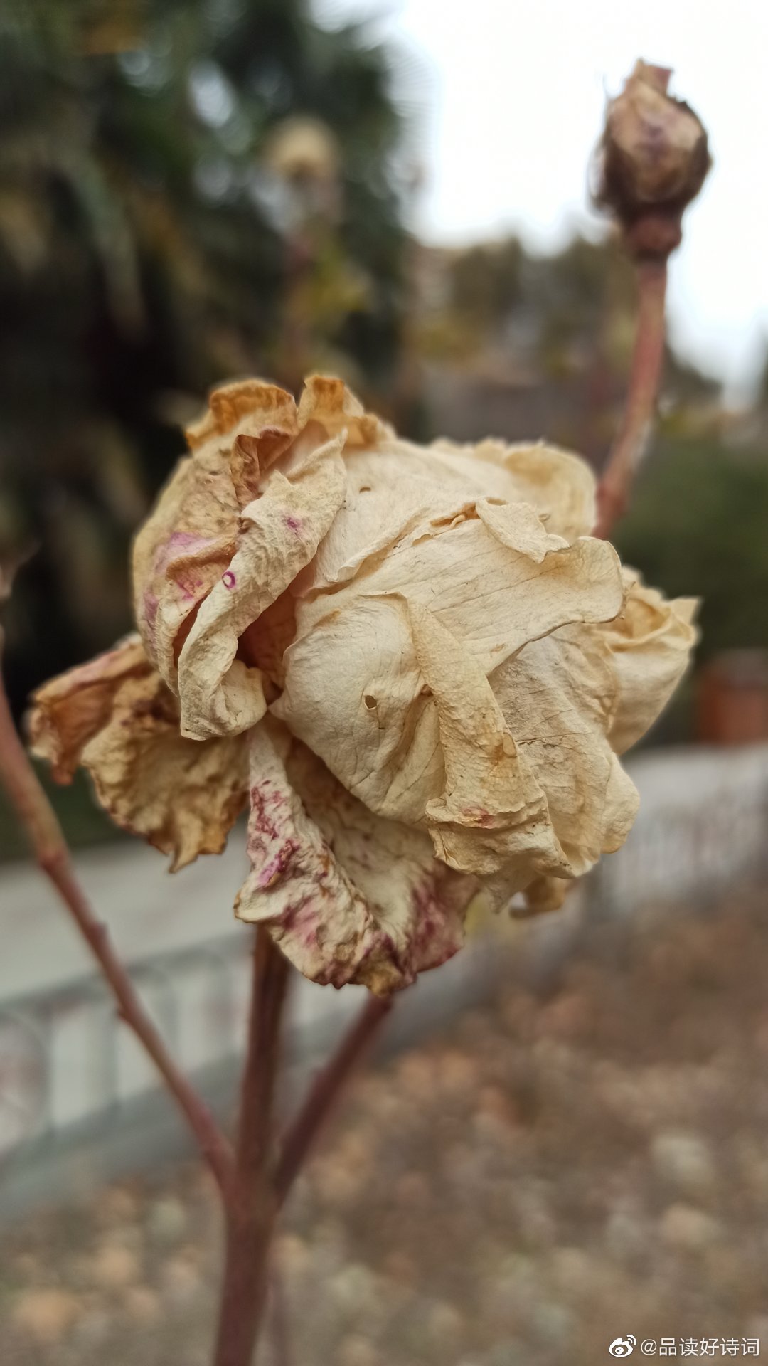 枯萎的月季花 深冬月季已.