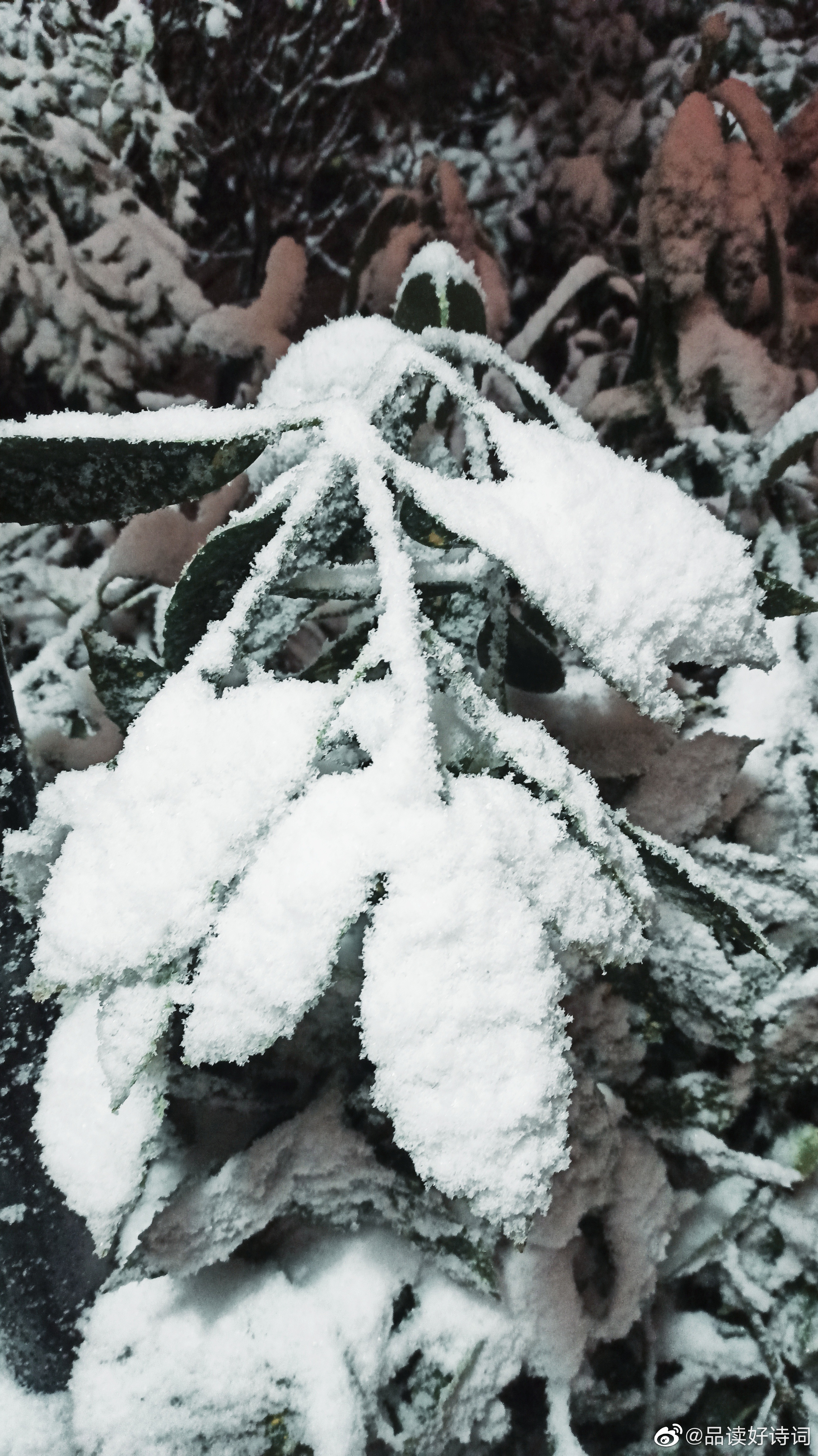 2021年第一场大雪 春.