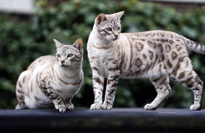 第一次见到银色的孟加拉豹猫,这什么美人儿!我的梦中情猫又多了!