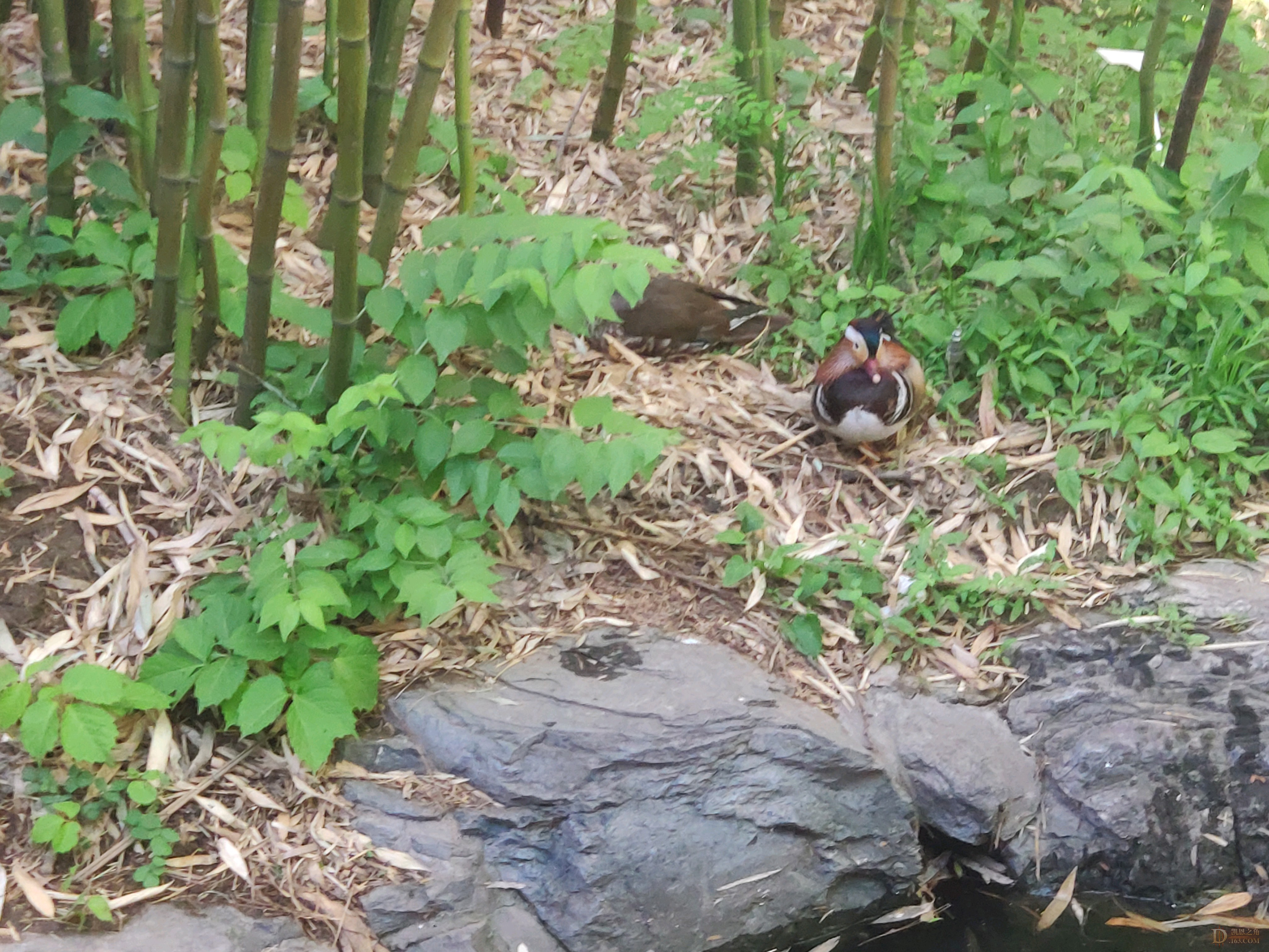 【鸳鸯还是鹌鹑】