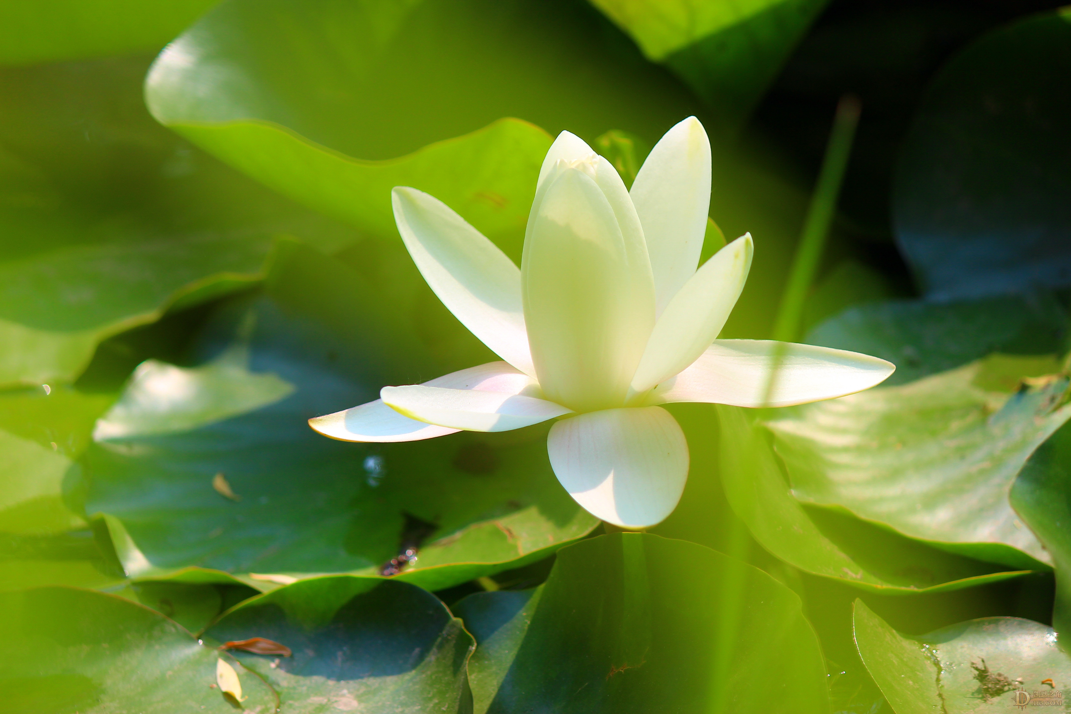 【包】清凉的夏天