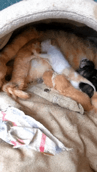 006.gif