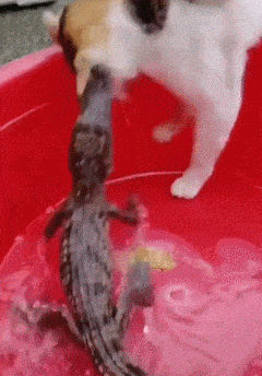 xii59d.gif