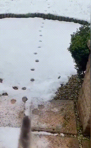 001.gif