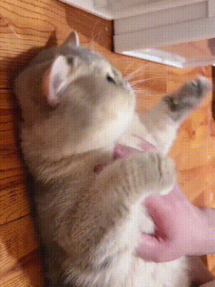 002.gif