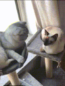 004.gif