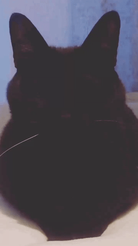 004.gif