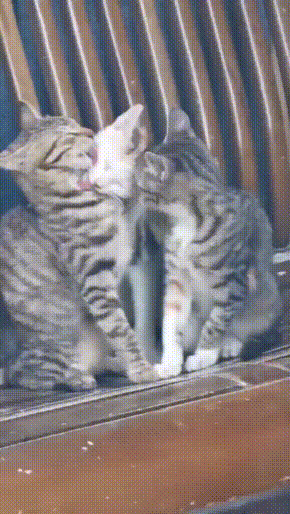 005.gif