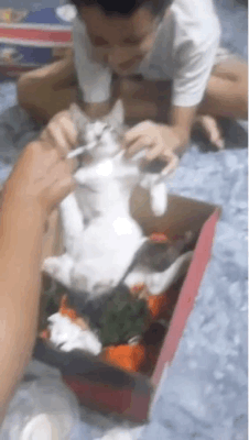 006.gif