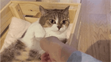004.gif