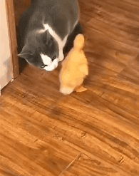 LrKB1voqHJiywXW.gif
