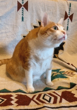 00819gb0ly1gj9jo0w0l1g30770aae86.gif