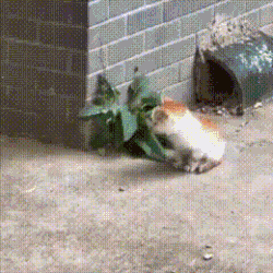 006.gif