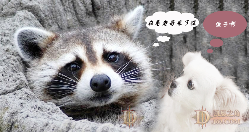 xiaobai.jpg