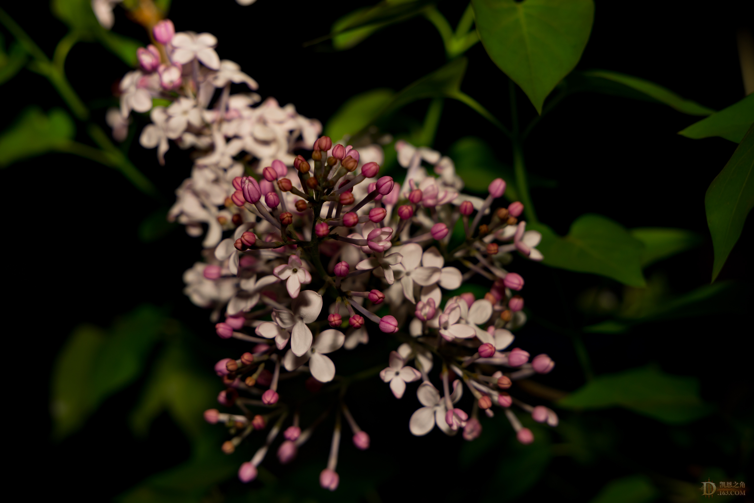 8G6A0721.jpg