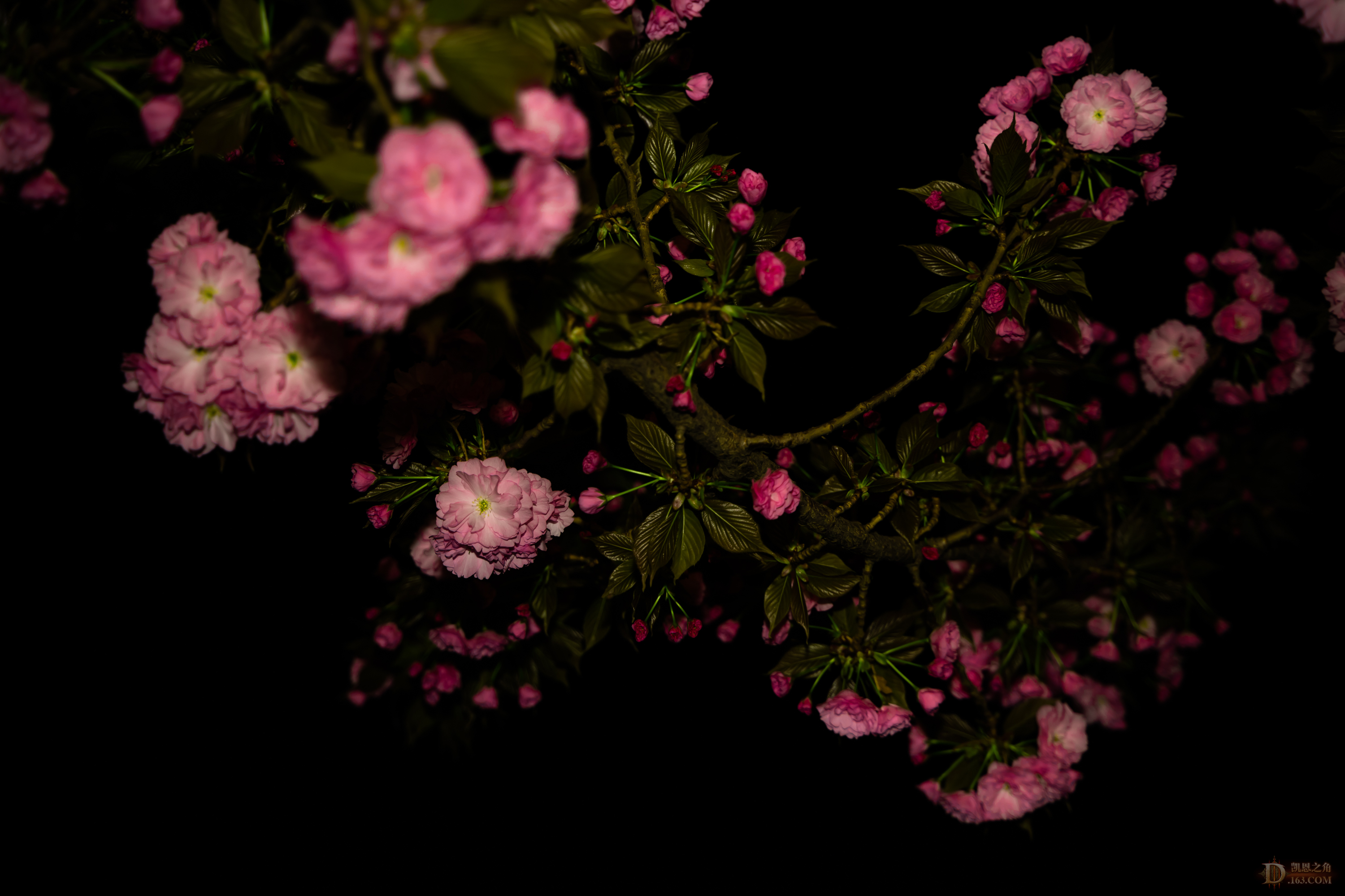 8G6A0743.jpg