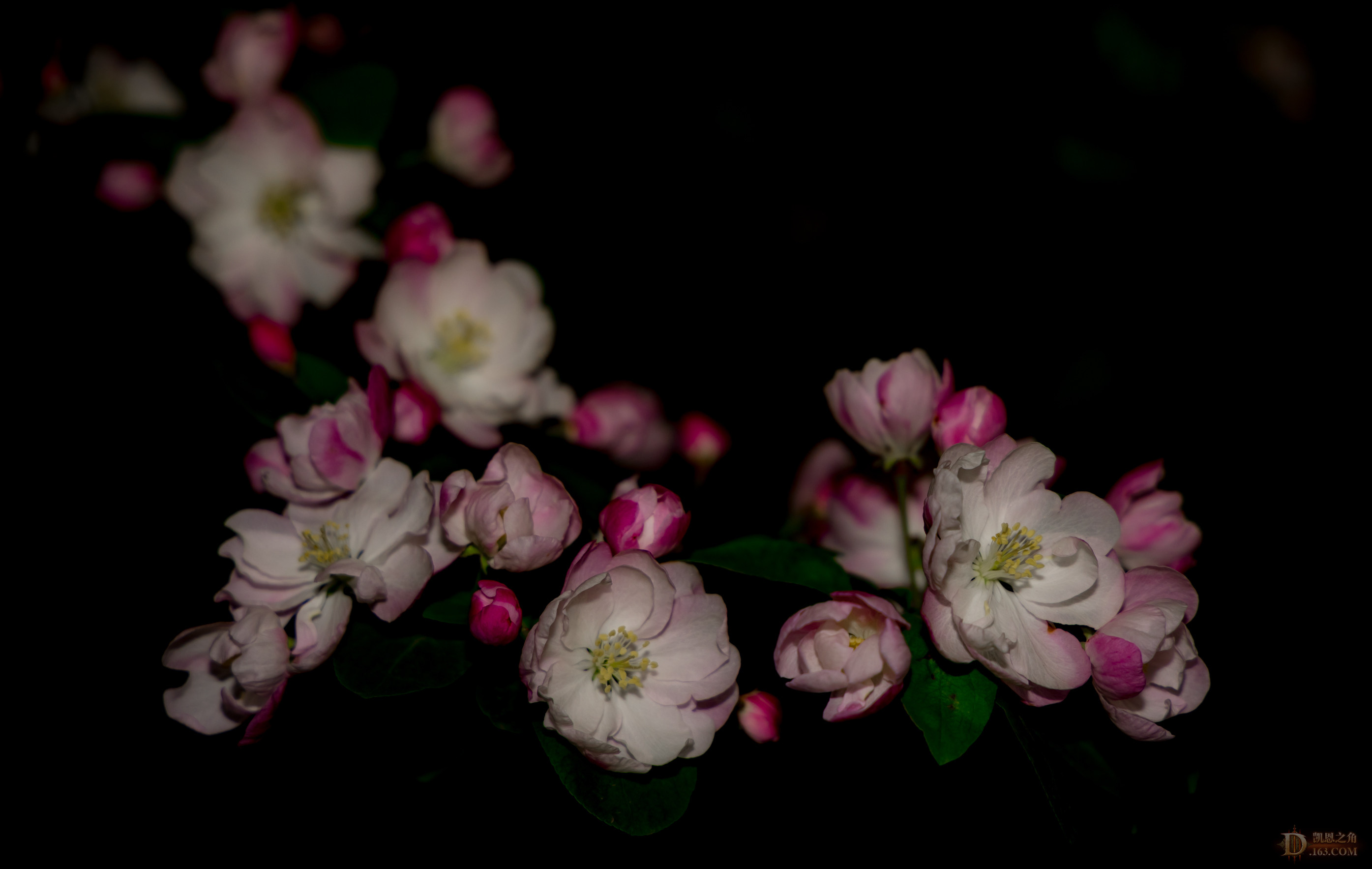 8G6A0789.jpg
