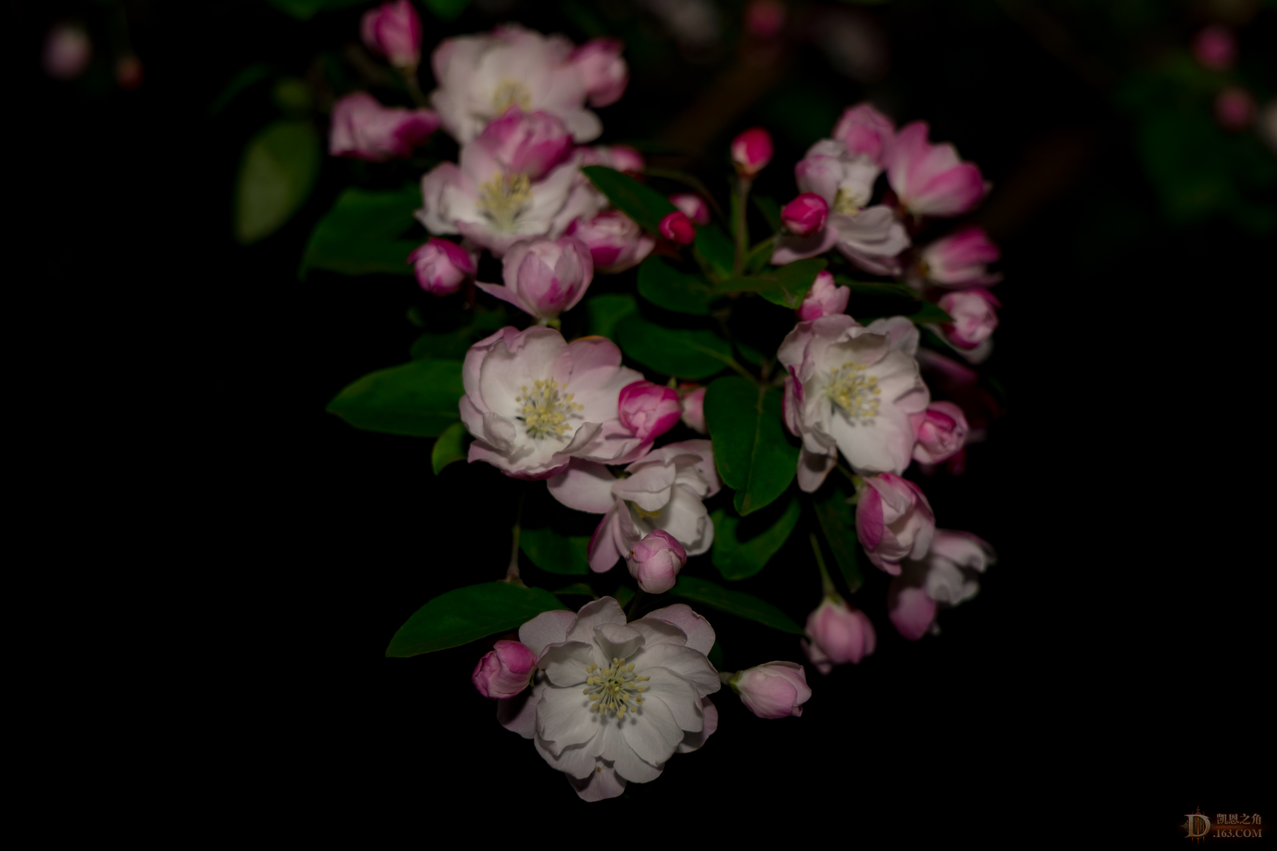 8G6A0783.jpg