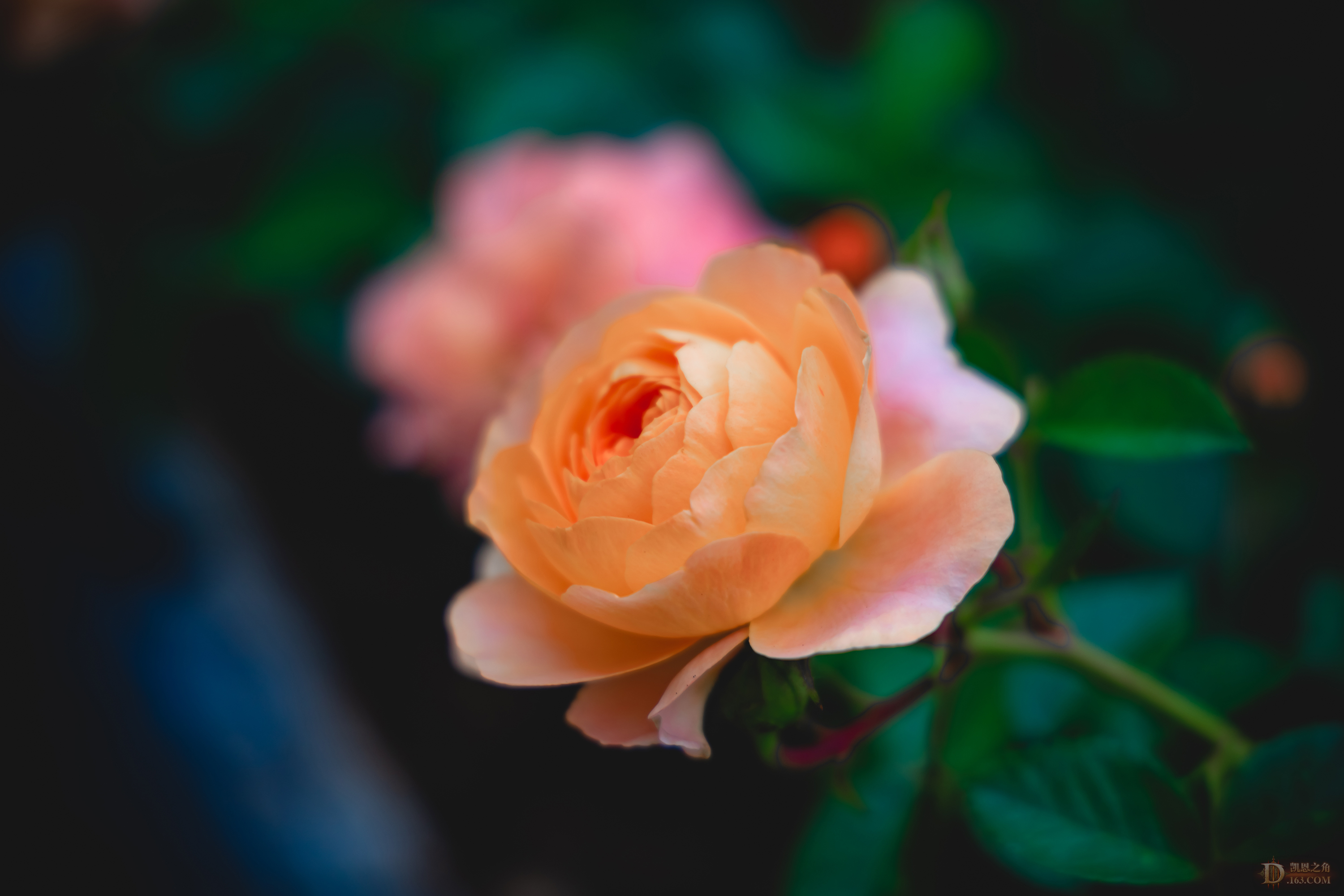 8G6A1598.jpg