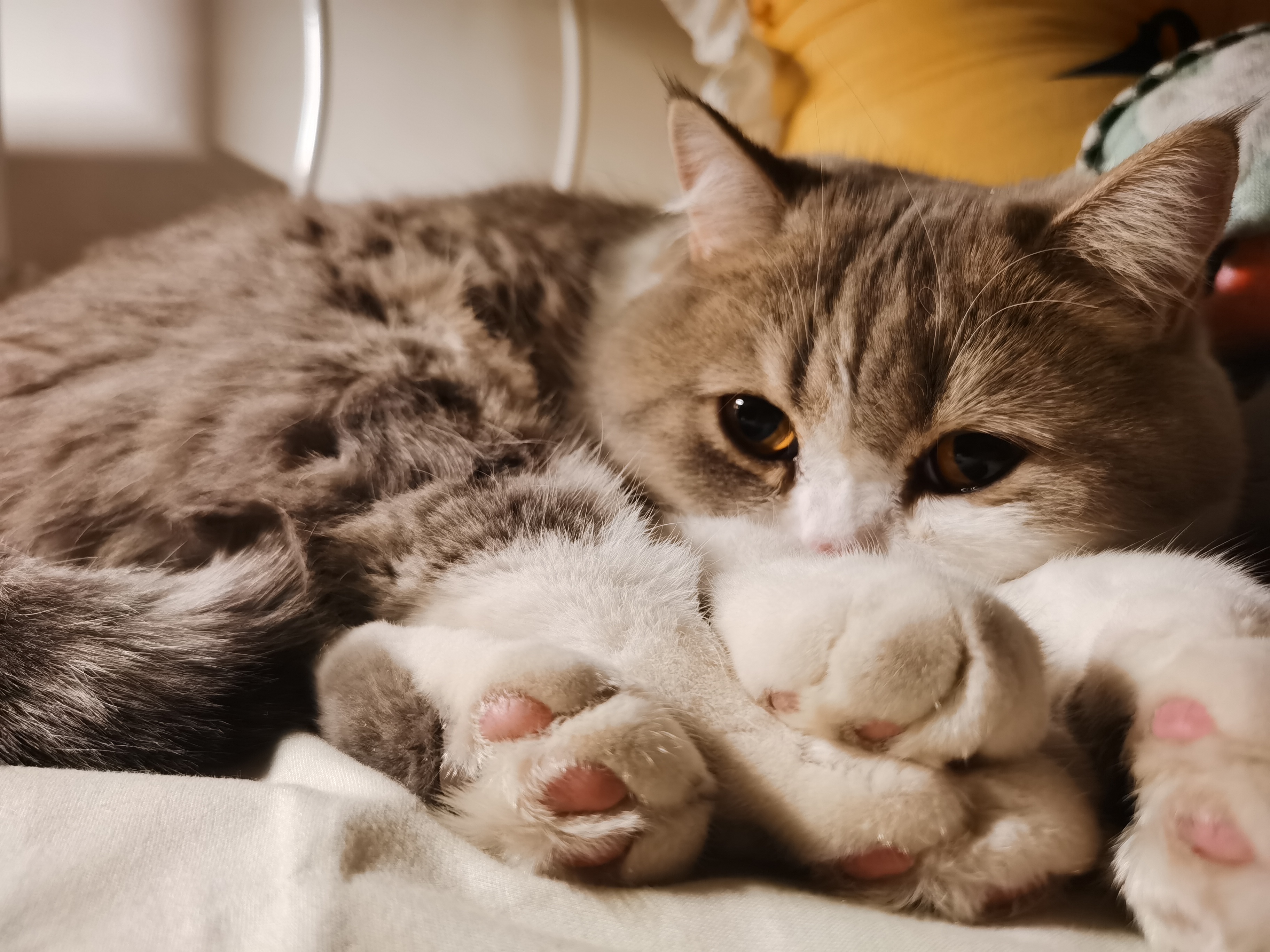 【把一只小咪养肥需要多久】被窝之外,凡事不理