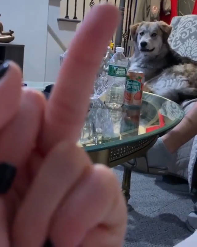 狗子 几个意思 Fb The Half Husky Bros 来自网易大神圈子 爱剁手的u酱
