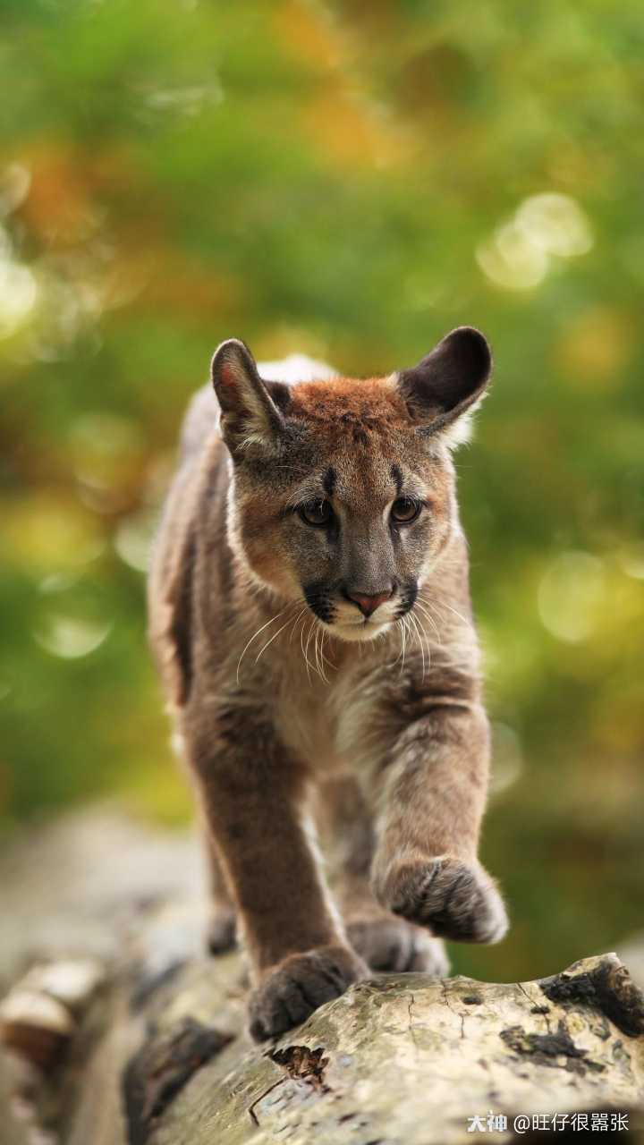 猫科动物,喵就好了