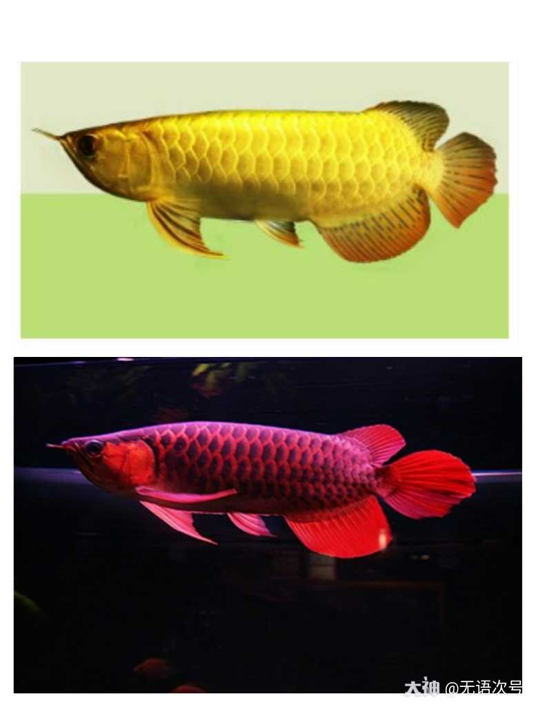 这血红龙(上图为金龙鱼油.