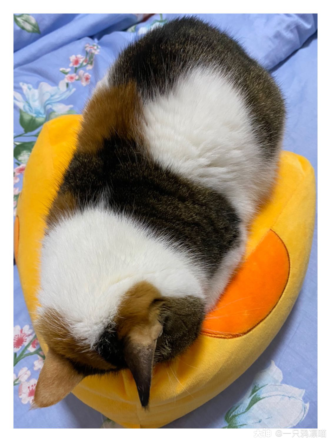 正版周边买家秀 这个奶酪抱枕是这只海猫虫的最爱 总之我没用上过 来自网易大神猫和老鼠圈子 一只鸦凛喵 正版周边买家秀 这个奶酪抱枕是这只海猫虫的最爱 总之我没用上过 来自网易大神猫和老鼠圈子 一只鸦凛喵