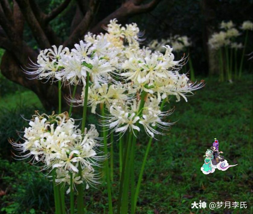 其实新时装上线 蓝霸霸第一个反应是 彼岸花 沧浪之水成剑穿心 在忘 来自网易大神梦幻西游手游圈子 梦月李氏