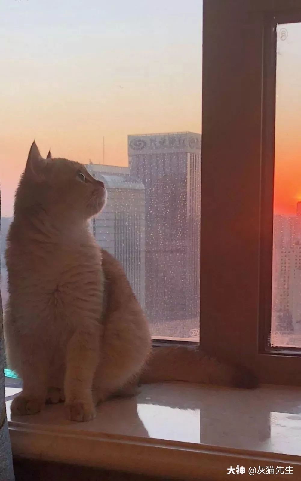 我更新了个人相册 来自网易大神圈子 灰猫先生