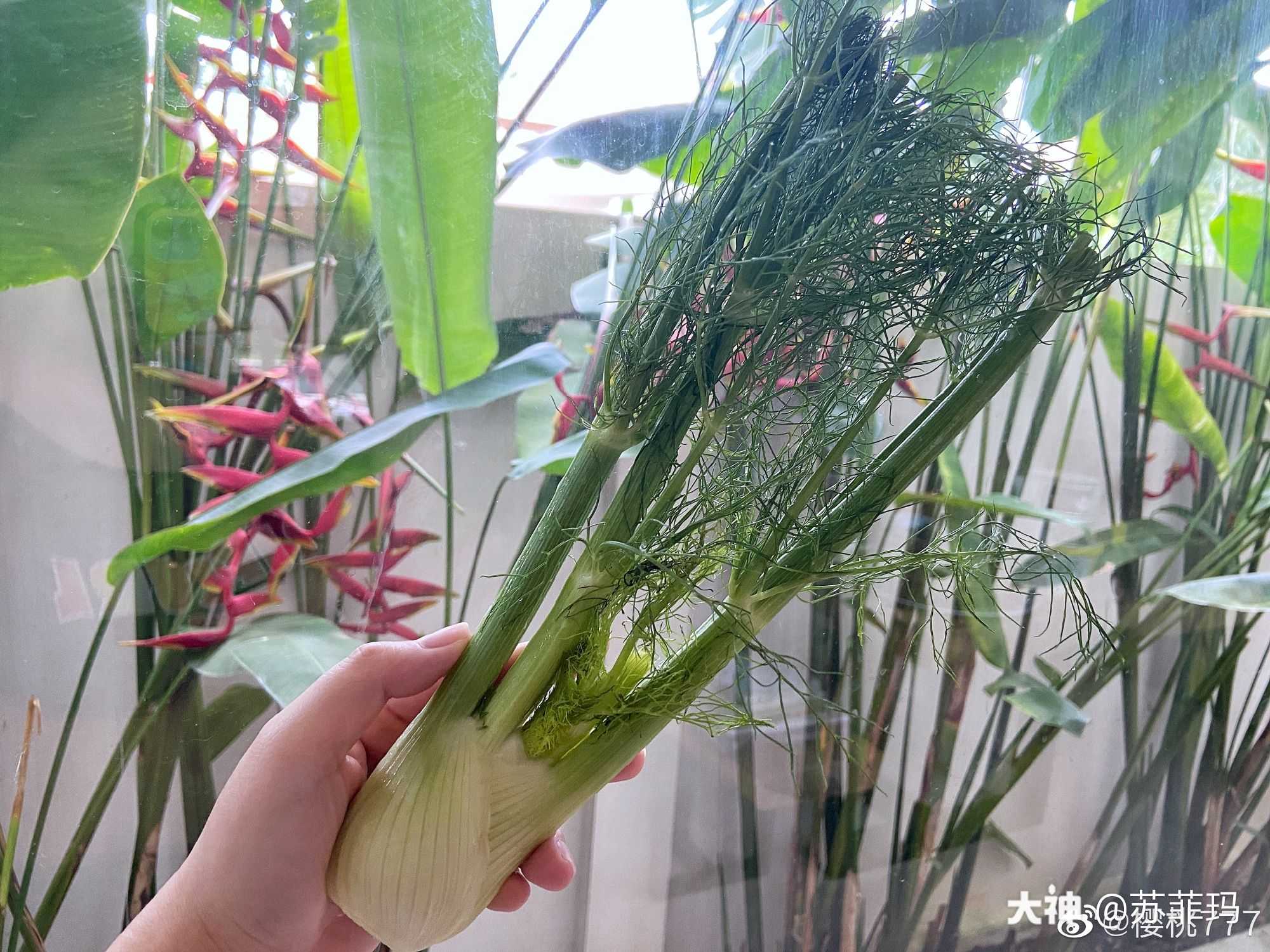 有认得这是什么的小宝贝儿吗,最爱吃妈妈做的茴香猪肉包子