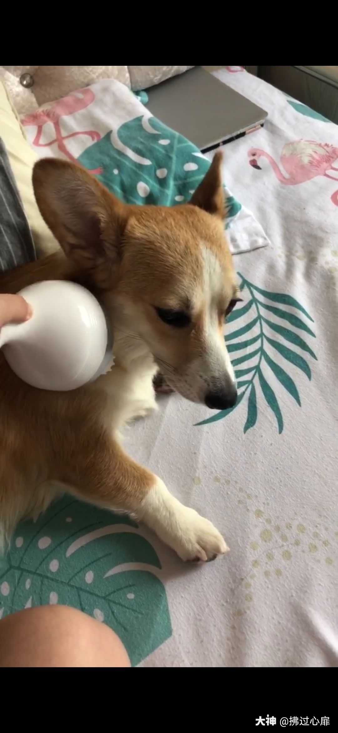 如果我打一条挂机不动了不要怪我 这个得怪狗子 来自网易大神梦幻西游三维版圈子 拂过心扉