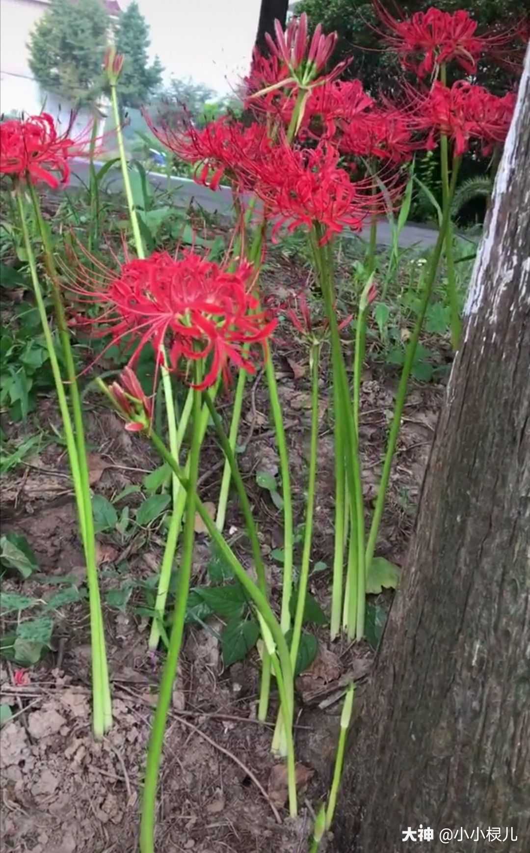 彼岸花开不见叶叶在花不开 来自网易大神倩女幽魂手游圈子 小小棂儿