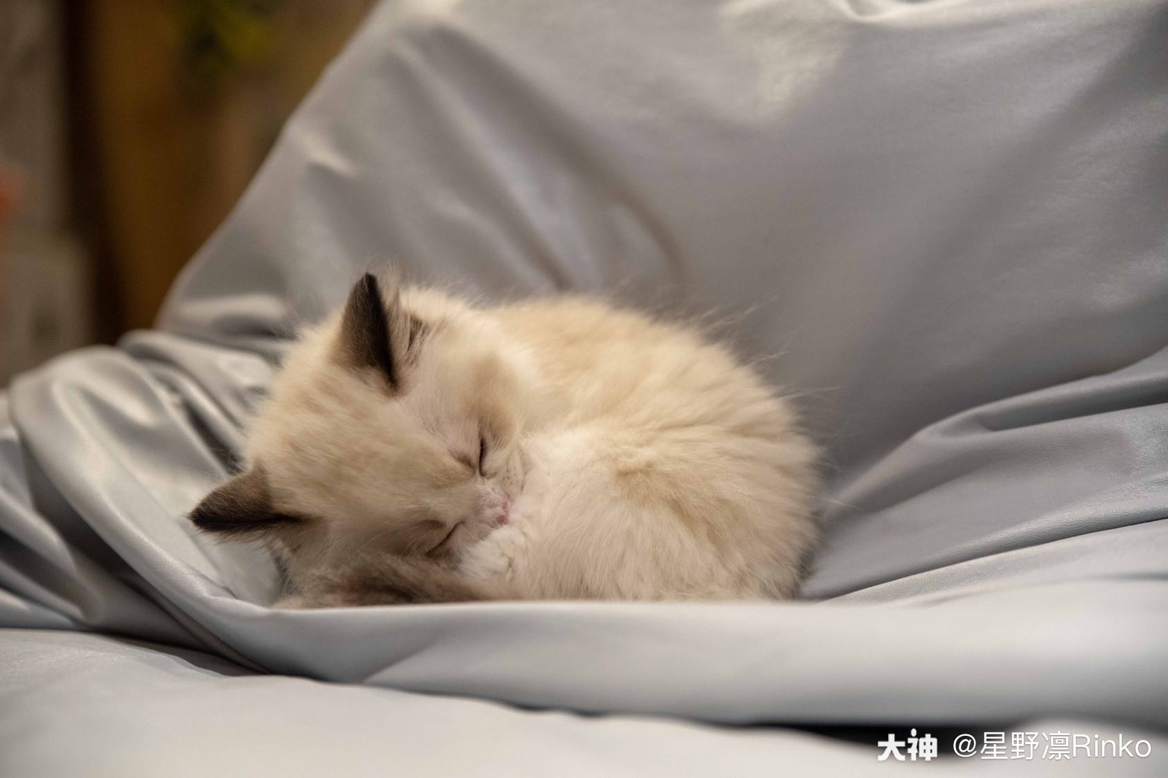 家庭新成员mio 来自网易大神逆水寒圈子 星野凛rinko