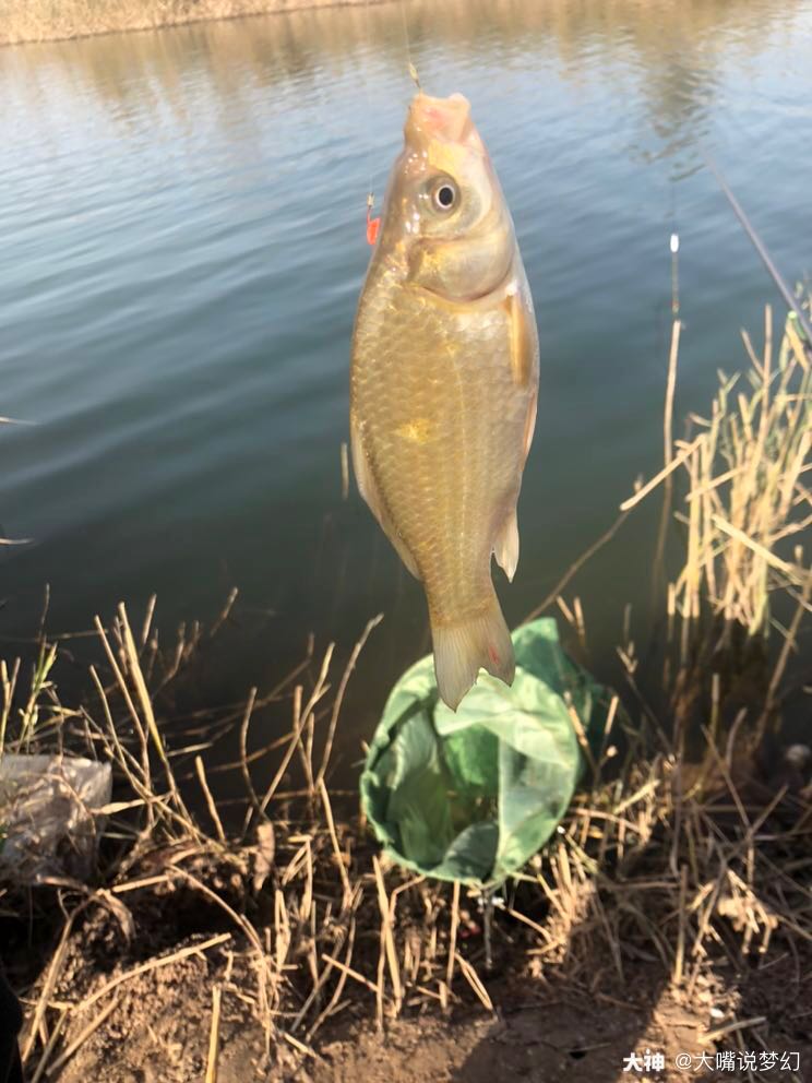 【傲来国钓鱼,收获一只大黄鱼】