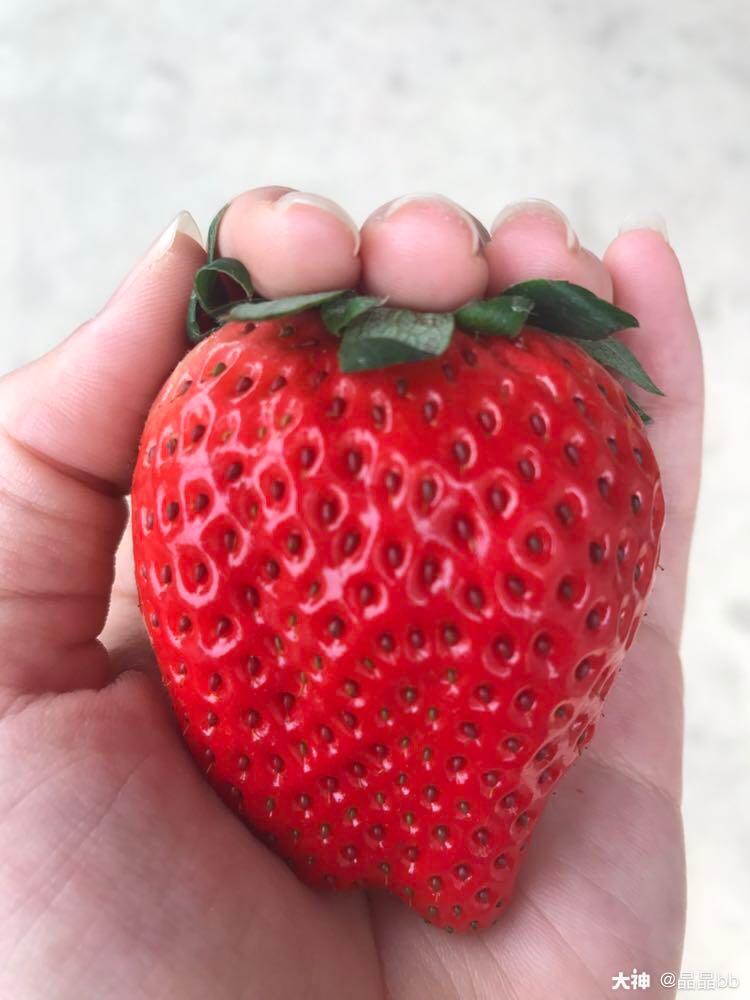 可爱的小草莓我要一口吃了你