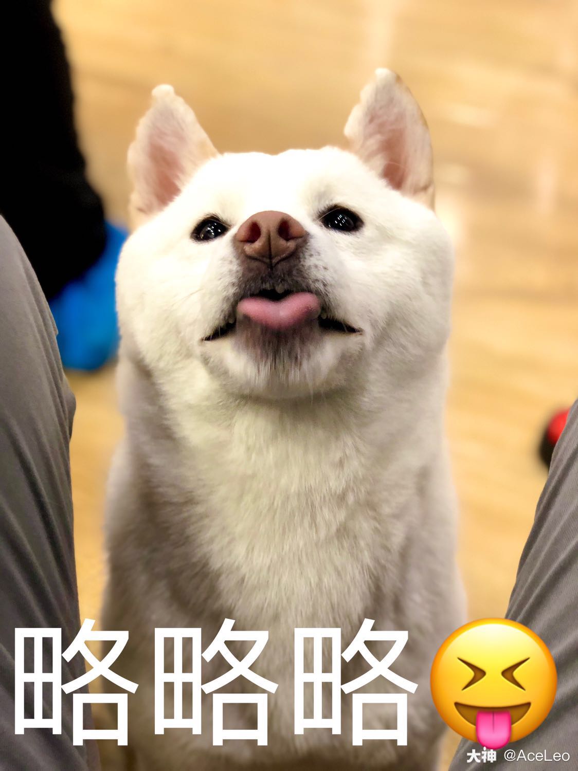 再撸柴半小时,撸出一套表情包.