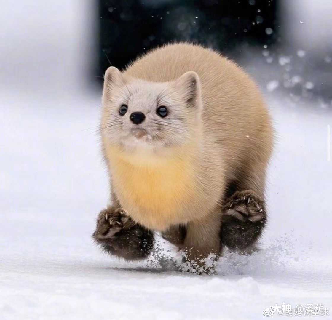 在雪中奔跑的雪貂,实在太可爱了