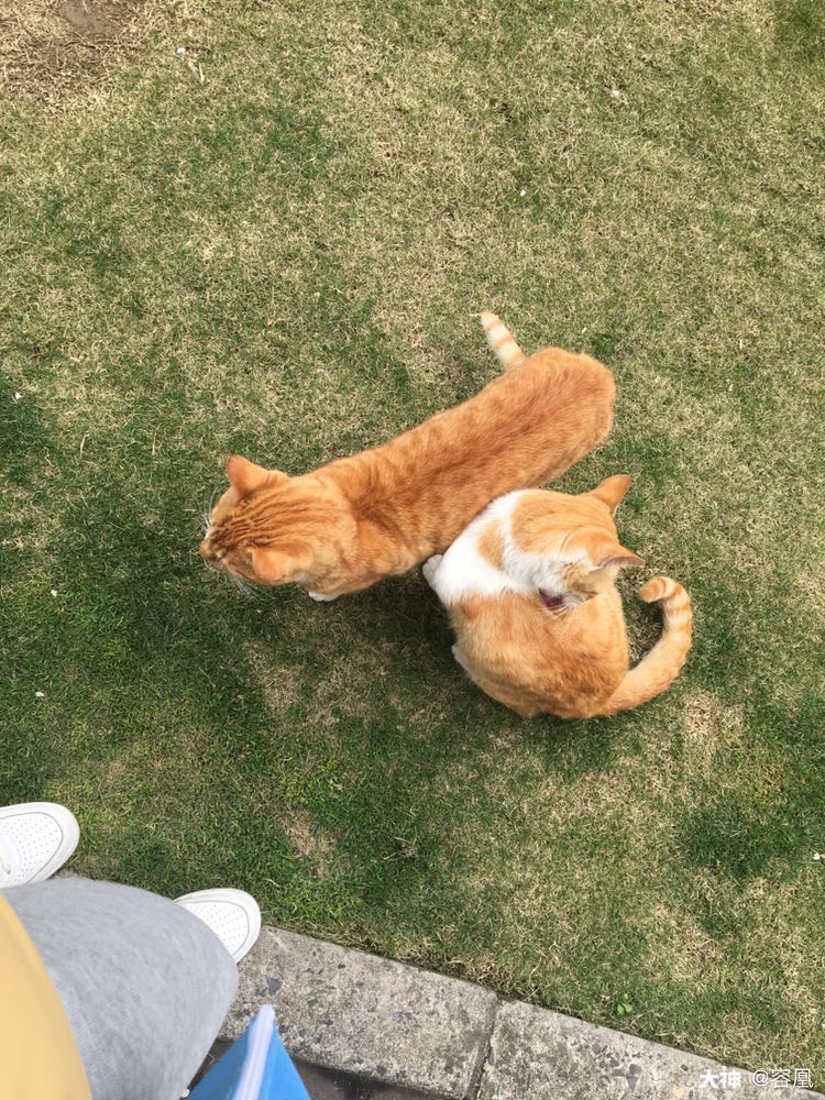 作品名称:流浪的大橘子和大橙子