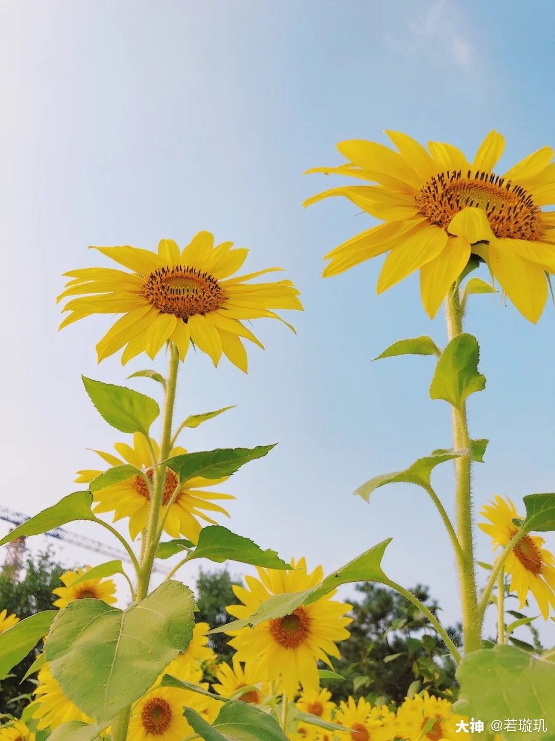 向日葵有个很好的花语 入目无他人四下皆是你 有你时你是太阳我目不转睛 无 来自网易大神倩女幽魂手游圈子 莫卿姒