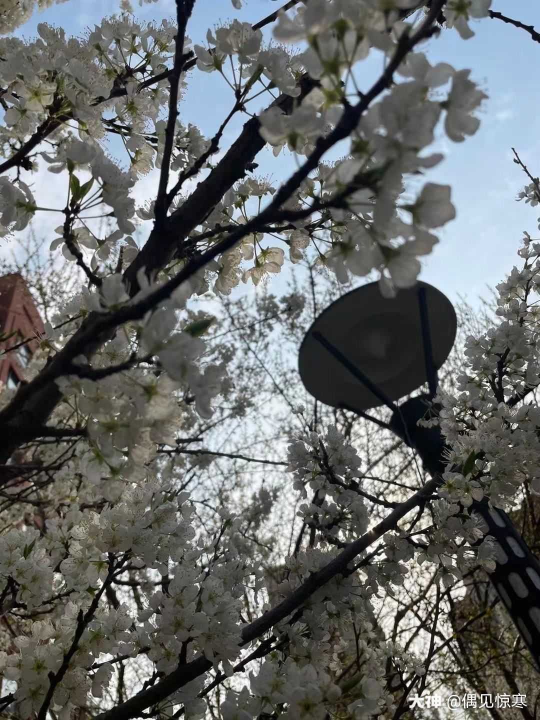 在最美的季节 遇见春暖花开 遇见桃花柳绿 遇见爱 遇见最好的你 来自网易大神梦幻西游手游圈子 偶见惊寒