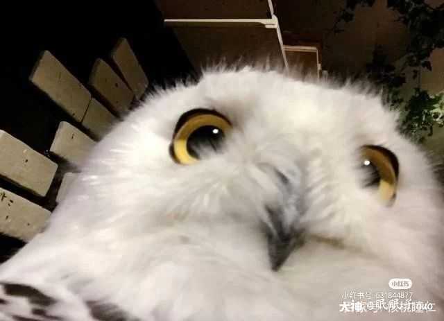 哈利波特魔法觉醒 我觉得学校的那只雪鸮长得.