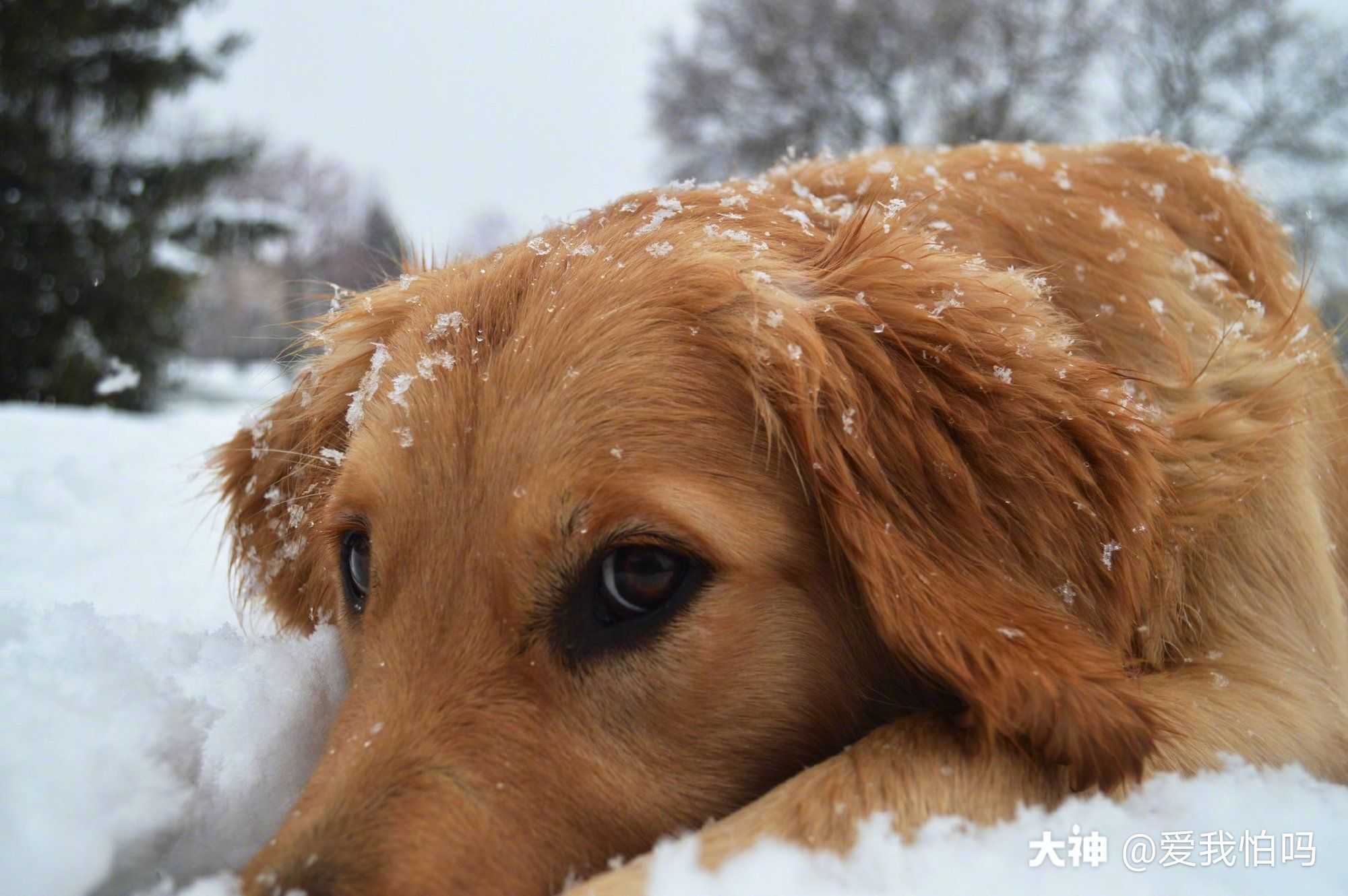 现在大家养狗子的越来越多了_来自网易大神圈子_小雨沙沙沙雕