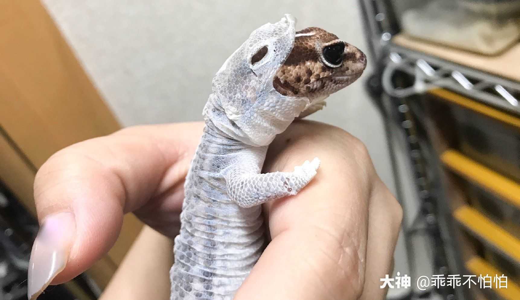 蜕皮的守宫,还……还有点儿可爱_来自网易大神梦幻西游圈子_帽子钟