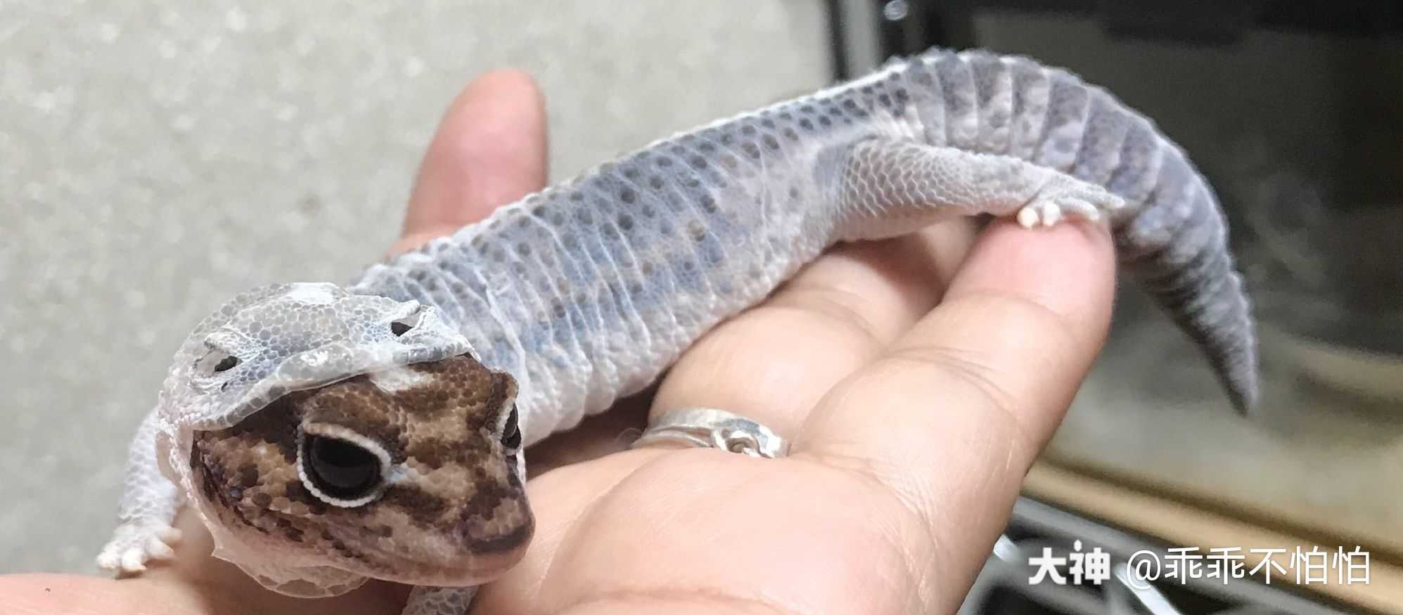 梦幻秋名山# 蜕皮的守.